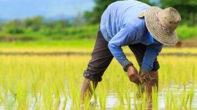 「米が高すぎる」にどう答える?農家が見つけた売上倍増の突破口